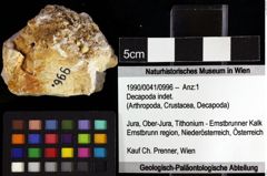 Foto (Objket + Etiketten) von Decapoda indet. 